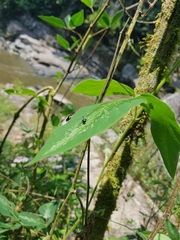 Trachelophorus