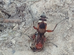 Psorthaspis legata