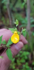 Calceolaria mexicana