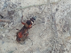 Psorthaspis legata