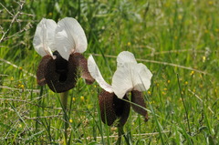 Iris iberica