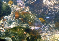 Lethrinus erythracanthus