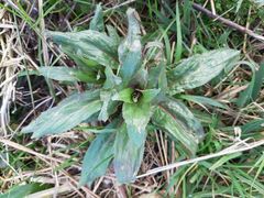Epilobium hirsutum