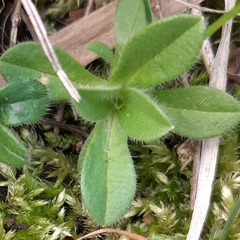 Cerastium glomeratum