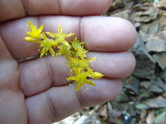 Sedum urvillei