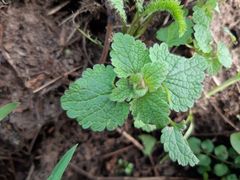 Lamium purpureum