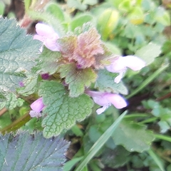 Lamium purpureum