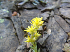 Sedum urvillei