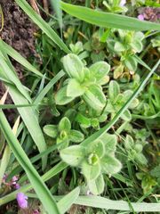Cerastium glomeratum