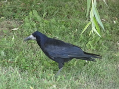 Corvus frugilegus