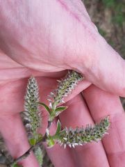 Salix × smithiana