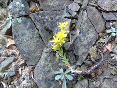 Sedum urvillei