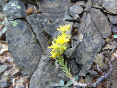 Sedum urvillei