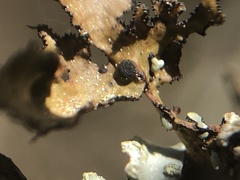 Tremella cetrariicola