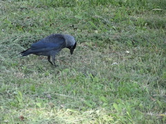 Corvus monedula