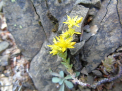 Sedum urvillei