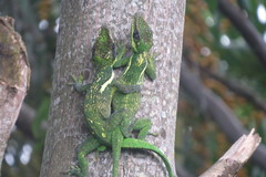 Anolis equestris