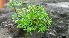 Sedum jaliscanum
