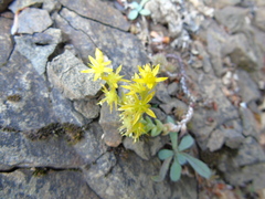 Sedum urvillei