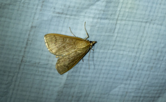 Framinghamia helvalis