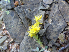 Sedum urvillei