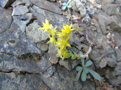 Sedum urvillei