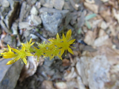 Sedum urvillei