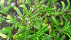 Sedum jaliscanum