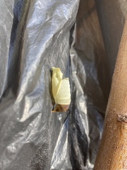 Lepidoptera