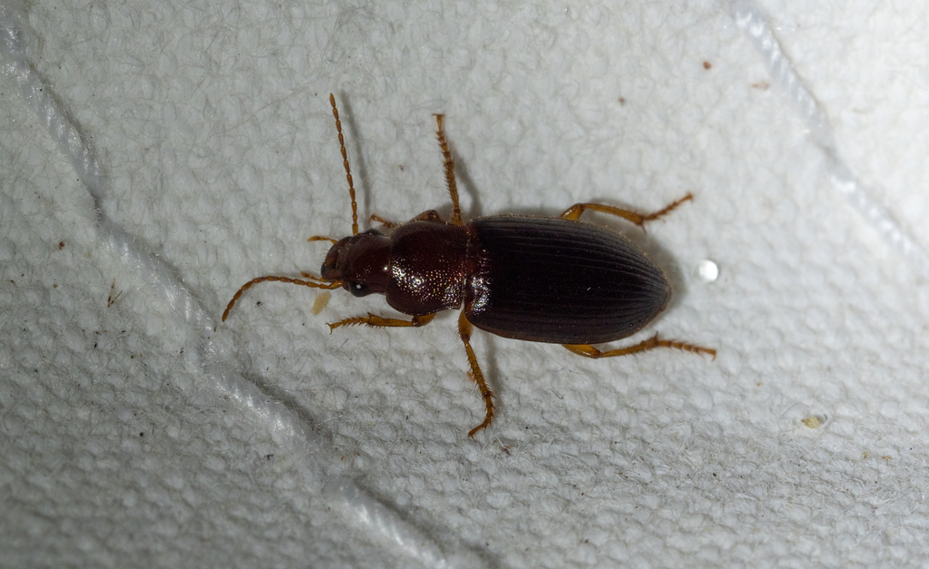 Puncture-headed harp ground beetle