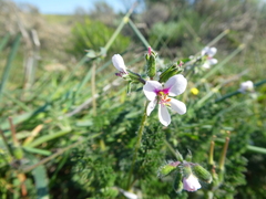Pelargonium hirtum