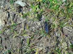 Dasypogon