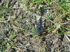 Dasypogon