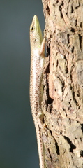 Lamprolepis smaragdina