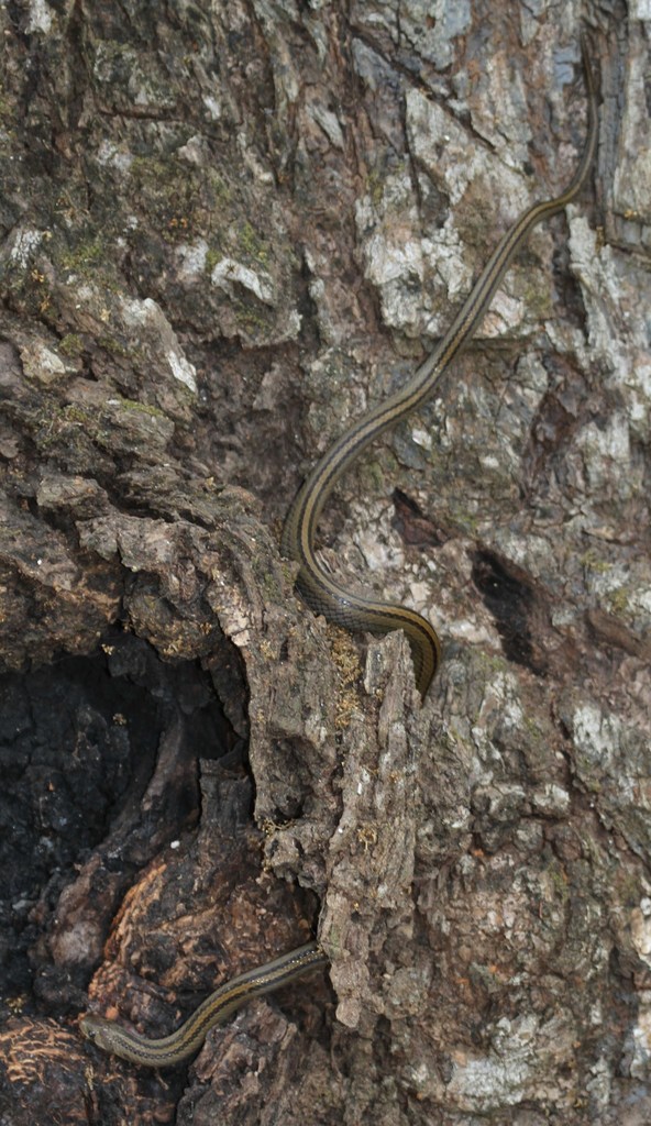 Forbes' Kukri Snake