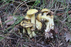 Suillus sibiricus