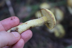 Suillus sibiricus