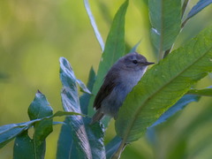Iduna caligata