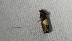 Epiblema tripartitana