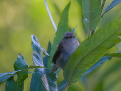 Iduna caligata