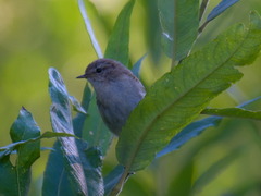 Iduna caligata
