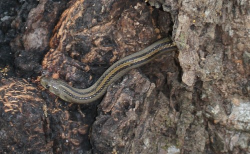 Photo of a Forbes' Kukri Snake (Oligodon forbesi)
