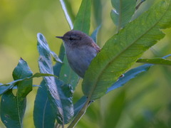 Iduna caligata