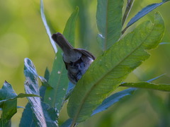 Iduna caligata