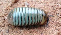 Arthrosphaera