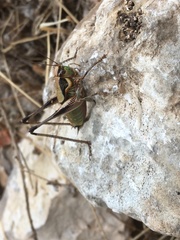 Eupholidoptera megastyla