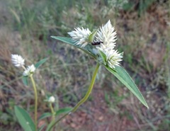Gomphrena sonorae