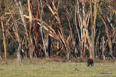 Vachellia xanthophloea
