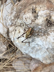 Eupholidoptera megastyla