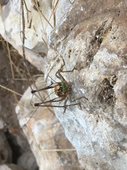 Eupholidoptera megastyla